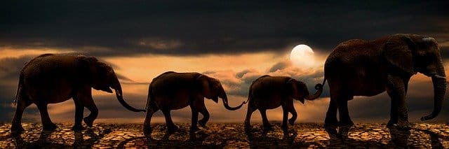 elephants