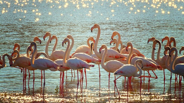 flamingo peace