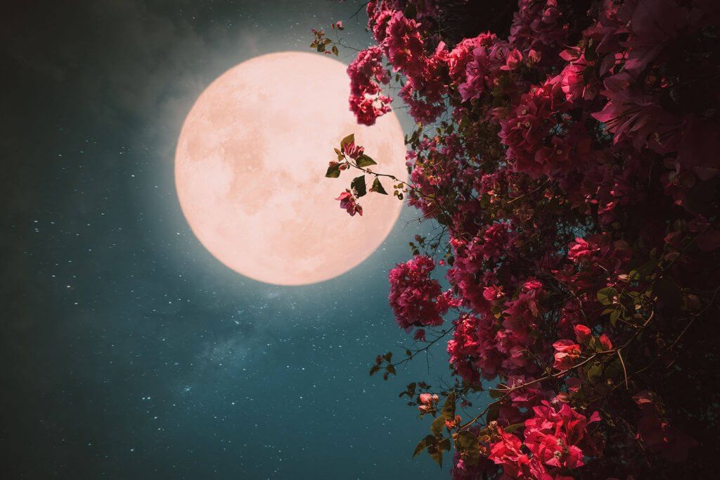 article Super Flower Moon – The Last Super Full Moon of 2020