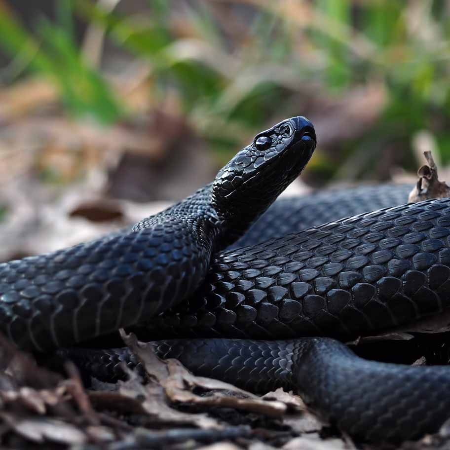 Crystal Jet Connection Item