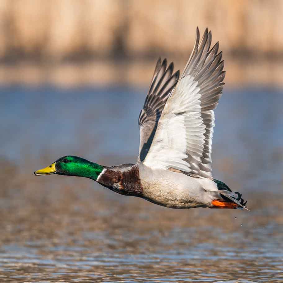 Crystal Dioptase Connection Item